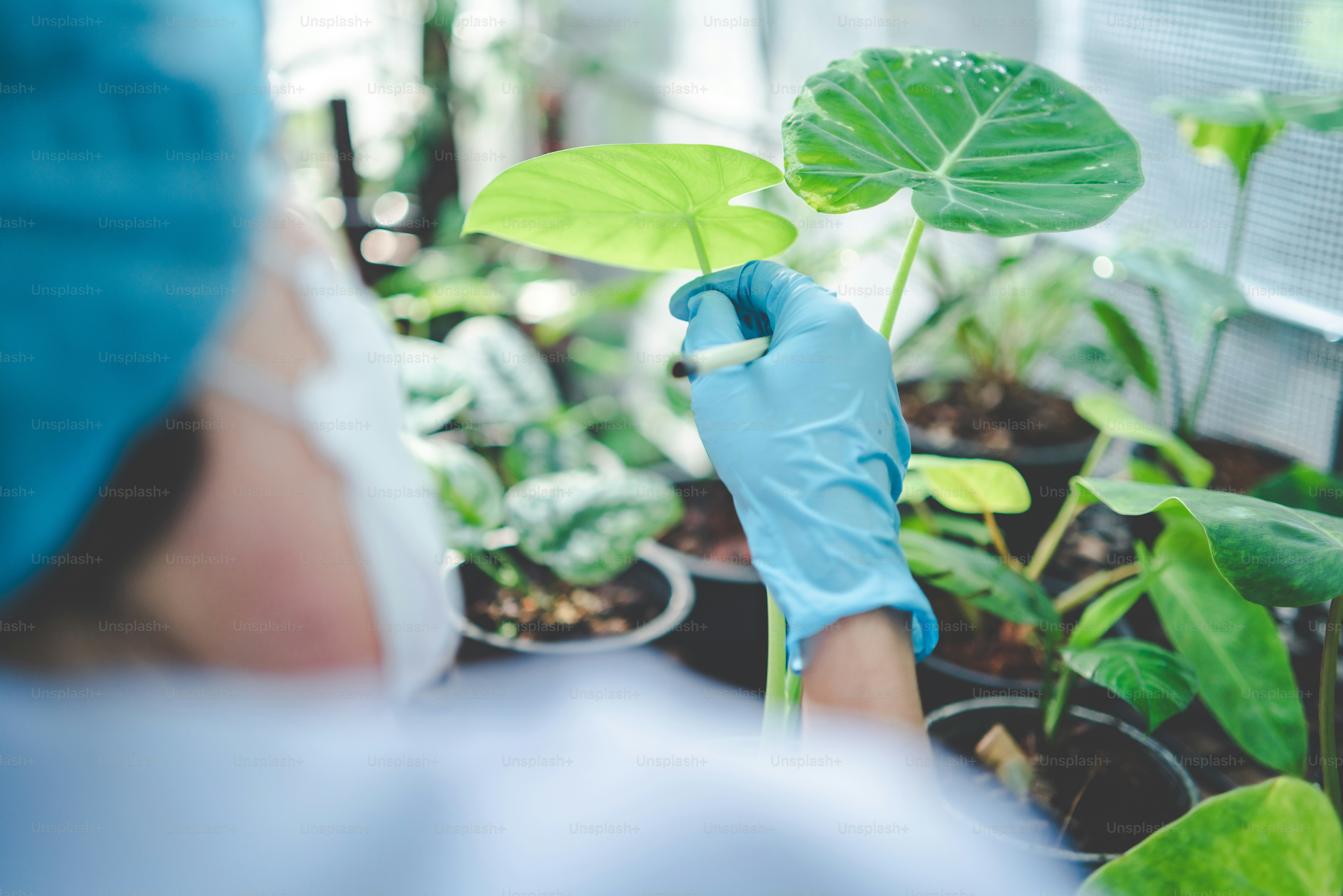 Botanical Sourcing